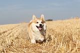 CORGI PEMBROKE 150